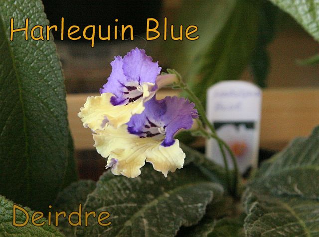HarlequinBlue12.jpg
