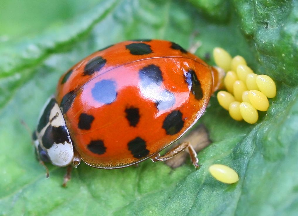 Harmonia_axyridis_-_lifecycle_A_-_01_-_laying_a_clutch.jpg