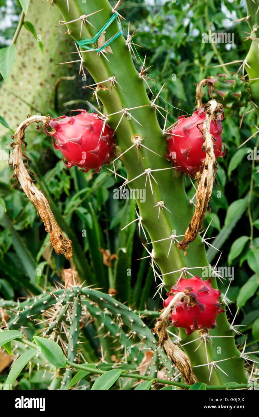 harrisia-bonplandii-miw252610-GGJGJX.jpg