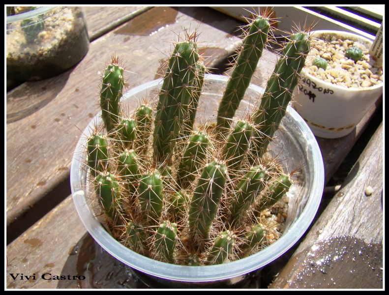 Harrisiapomanensis5-2-2011.jpg