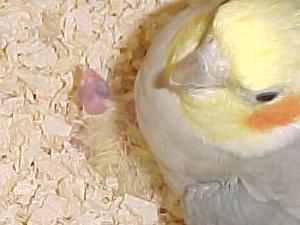 hatch17.jpg