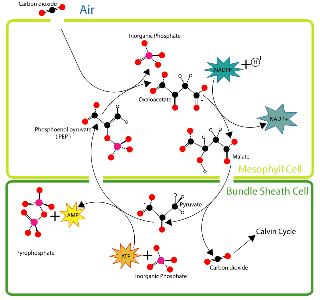 HatchSlackpathway.png