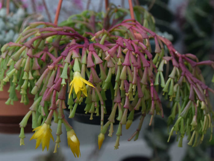 Hatiora-epiphylloides-subsp.-bradei3-702x527.jpg