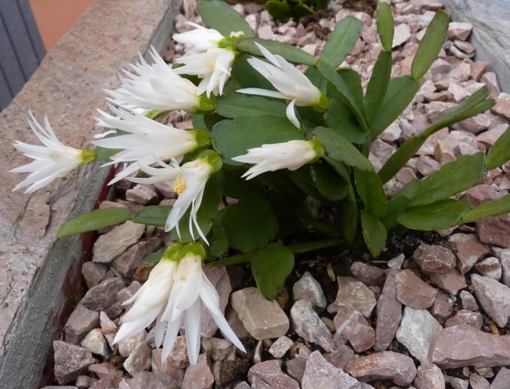 Hatioragaertneriflblanca01_zpscb2ed4fa.jpg