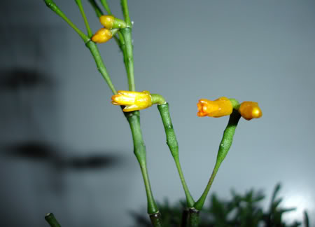 hatiorasalicornioides02_2008c.jpg