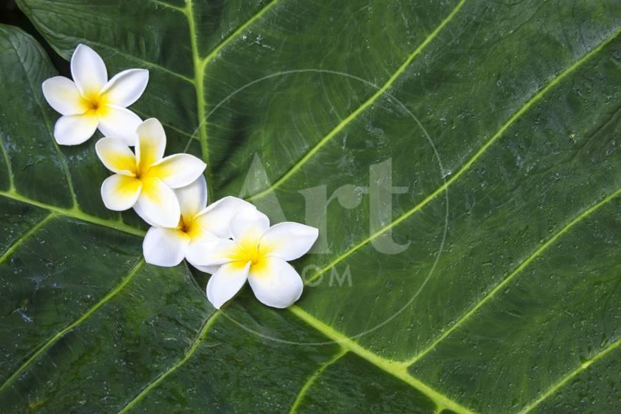 hawaii-maui-plumeria-in-pattern_u-l-q13bbbp0.jpg