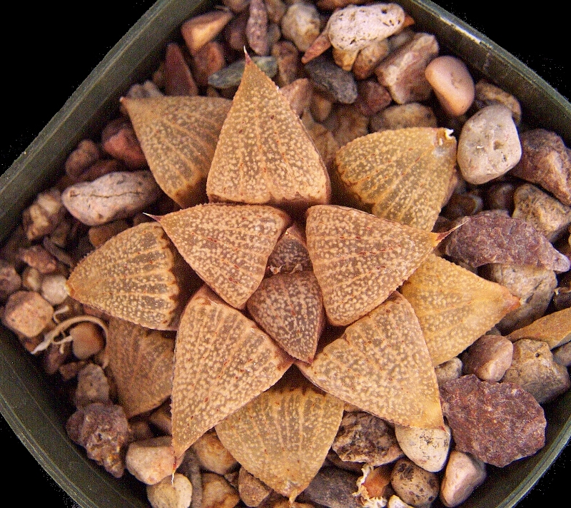 Haworthia%20emelyae%20picta.jpg
