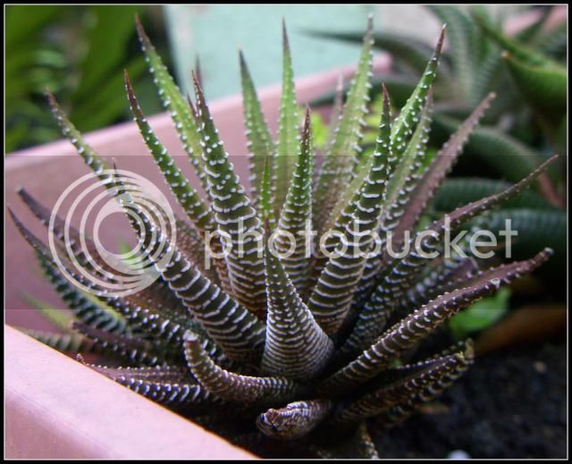 Haworthia%20fasciata%203.jpg