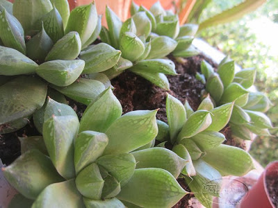 haworthia+cuspidata.jpg