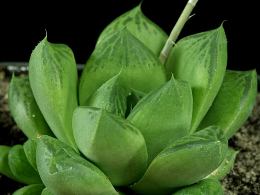 Haworthia-cuspidata-Star-Window-Plant1.jpg