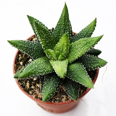 haworthia-enon-.jpg