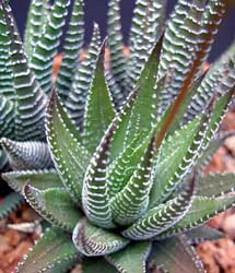haworthia-fasciata.jpg