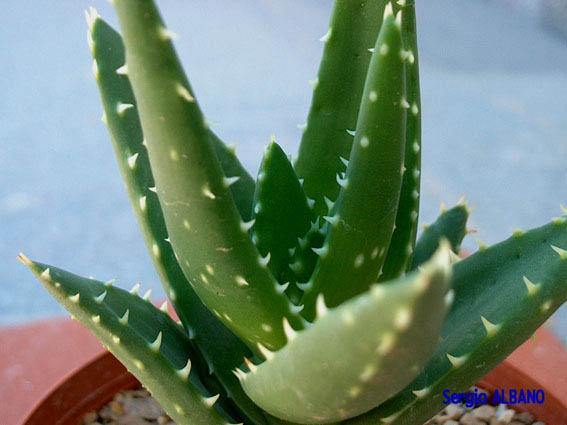 haworthia.jpg