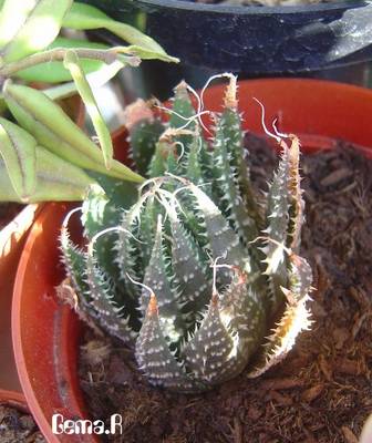 haworthia.jpg