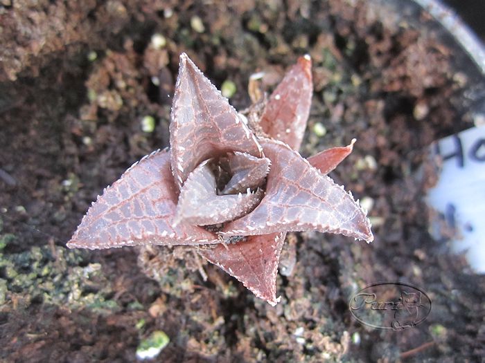 haworthia+venosa+tesselata.jpg