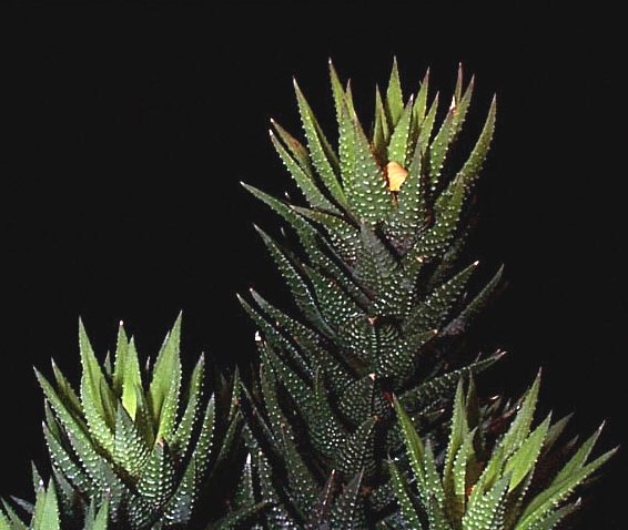 haworthia1.jpg