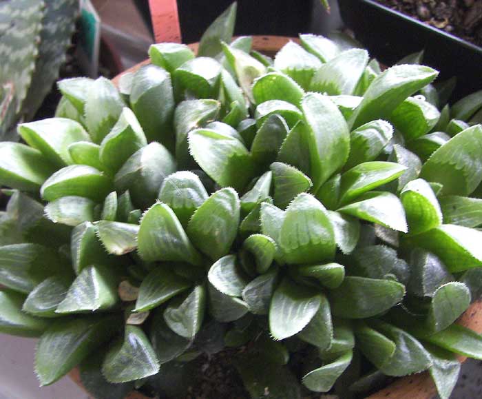 haworthia11.jpg