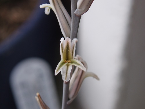 Haworthia3.jpg