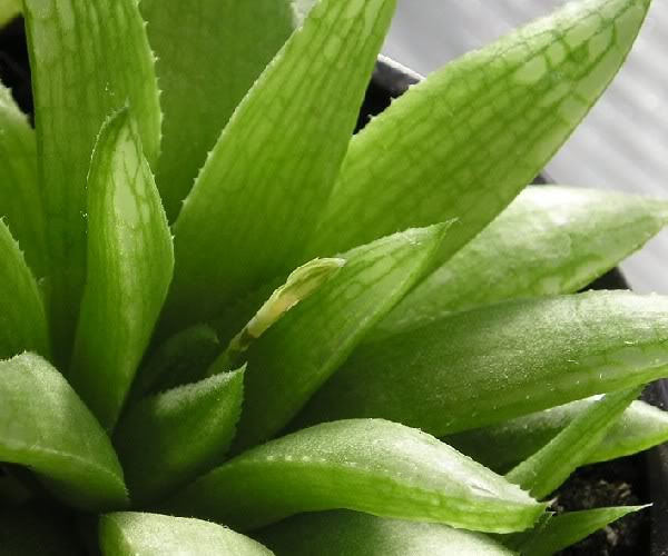 Haworthia5.jpg