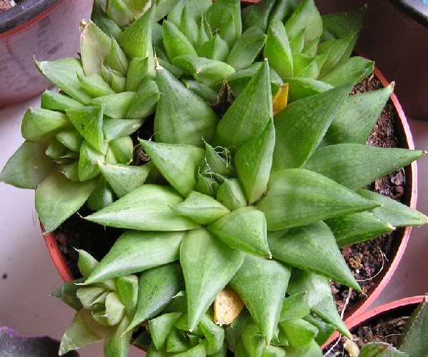 Haworthia6.jpg