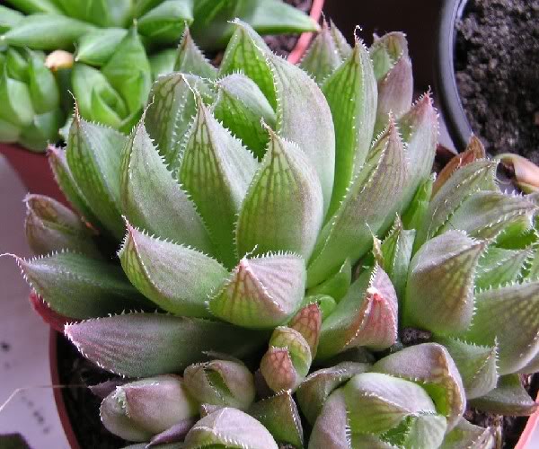 Haworthia7.jpg