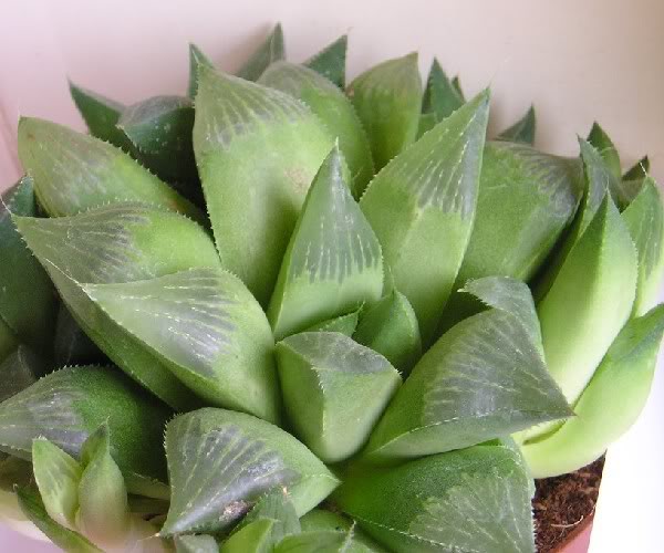 Haworthia8.jpg
