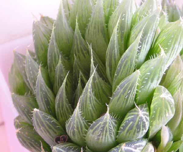 Haworthia9.jpg
