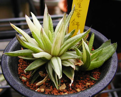 haworthia_chloracantha_variegata.jpg
