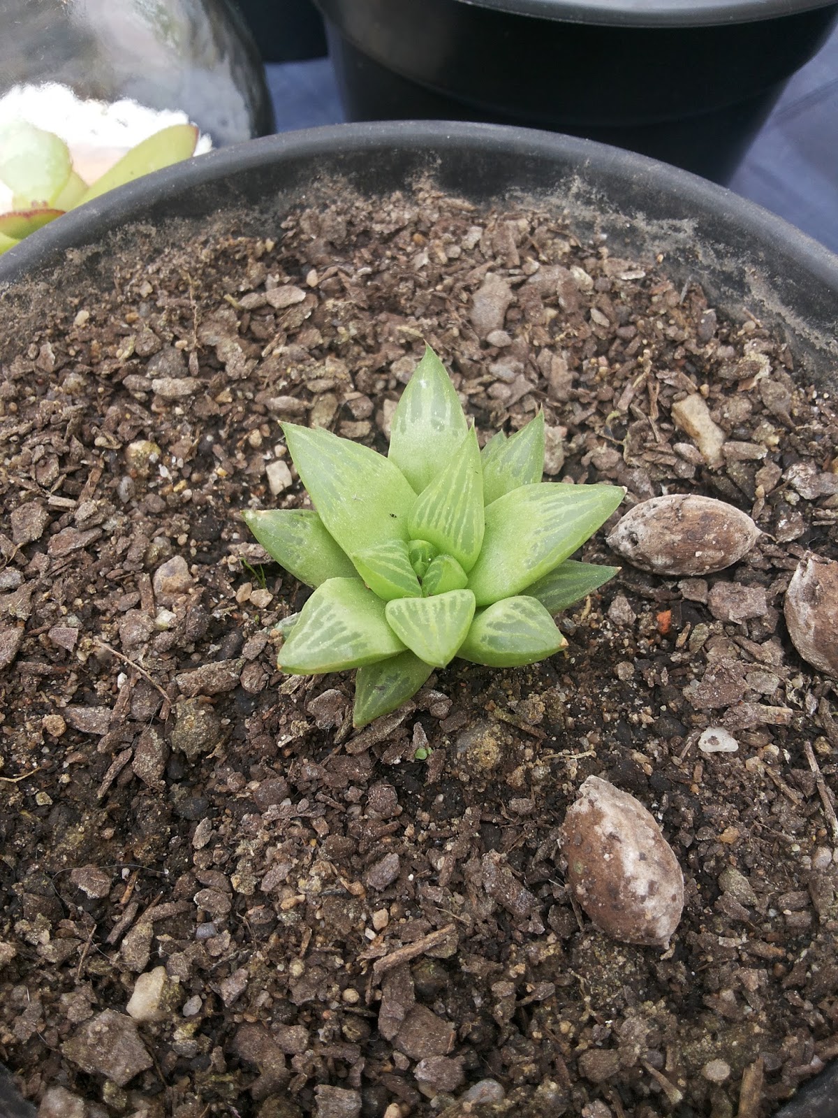 haworthia_cymbiformis_04.jpg