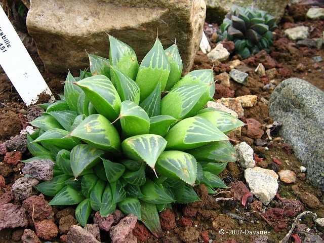 Haworthia_mirabilis_ssp_mundula.jpg
