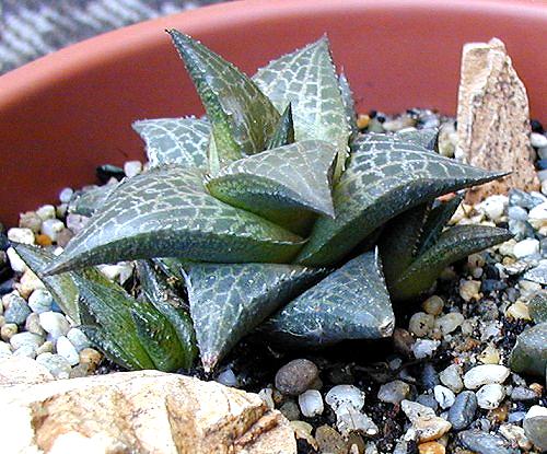 Haworthia_tessellata.jpg