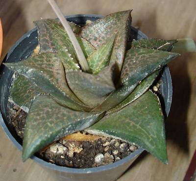 haworthia_tessellata_2006-11-03.JPG