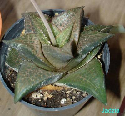 haworthia_tessellata_2006-11-03.JPG