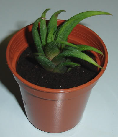 haworthiaangustifolia03_2008.jpg