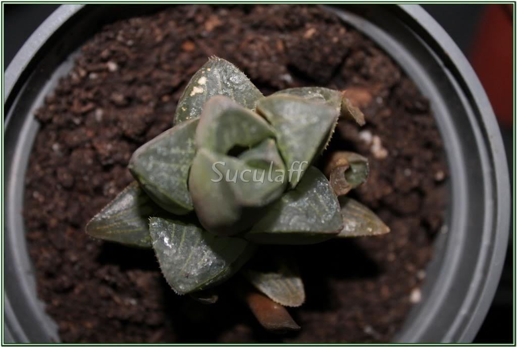 Haworthiacuspidata3_zpsbdf5c2df.jpg