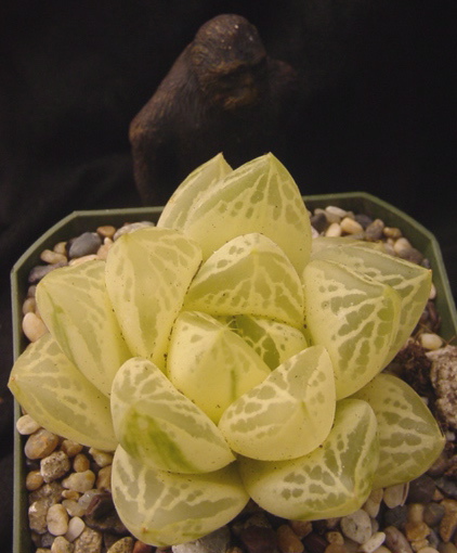 HaworthiaCymbiformisVariegata5.JPG