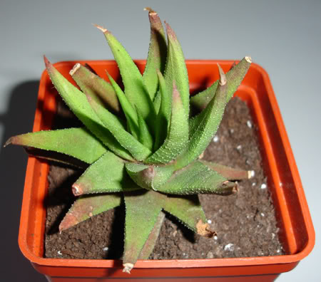haworthiaglaucaaff02_2008a.jpg