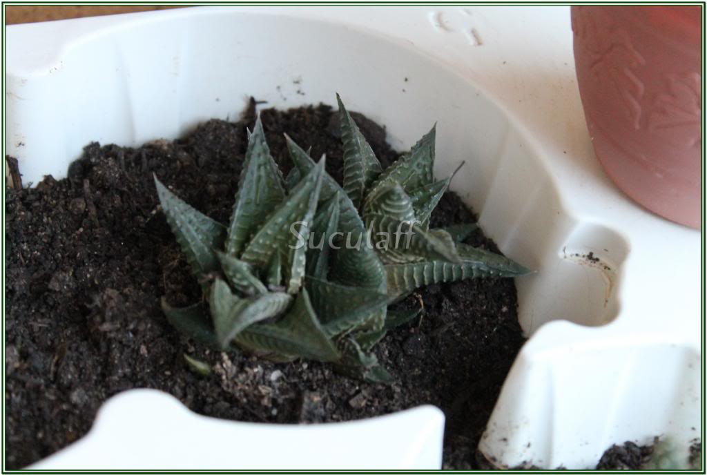 Haworthialimifolia_zps8c27e6b2.jpg