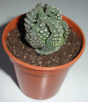 haworthiasp10_07.jpg