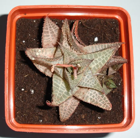 haworthiavenosasubspvenosa06_2008.jpg