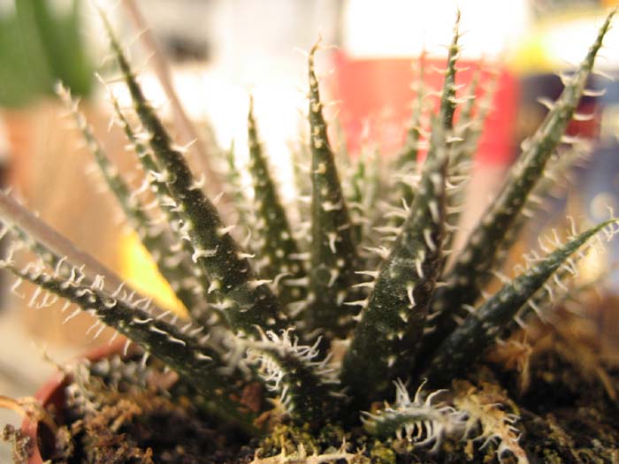 haworthioides1.jpg