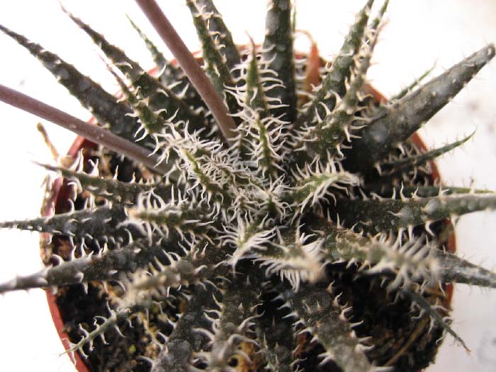 haworthioides2.jpg