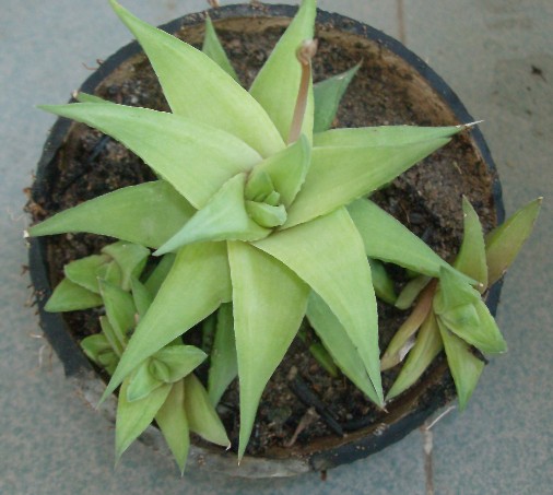 hawortia-3.jpg