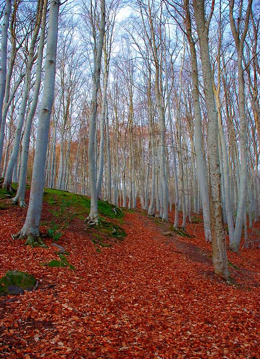 Hayedo_en_el_Moncayo.jpg