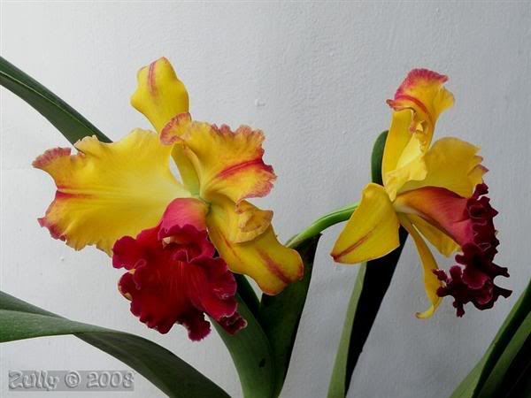 Hbrida-Cattleya-ZullyFranceschiCand.jpg