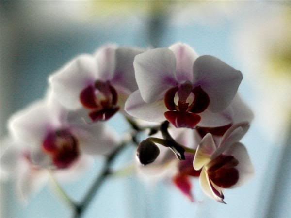 hbrido-phalaenopsis-hbrido-merchina.jpg