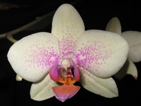 Hbridos-Phalaenopsis-Pompei-Roberto.jpg