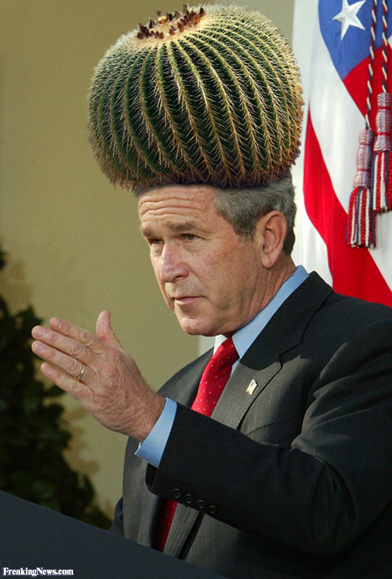 Head-of-cactus--45018.jpg
