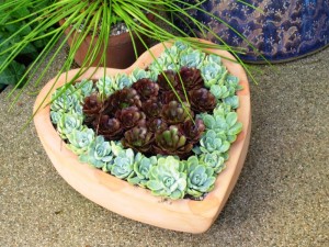 heart-succulents-300x225.jpg