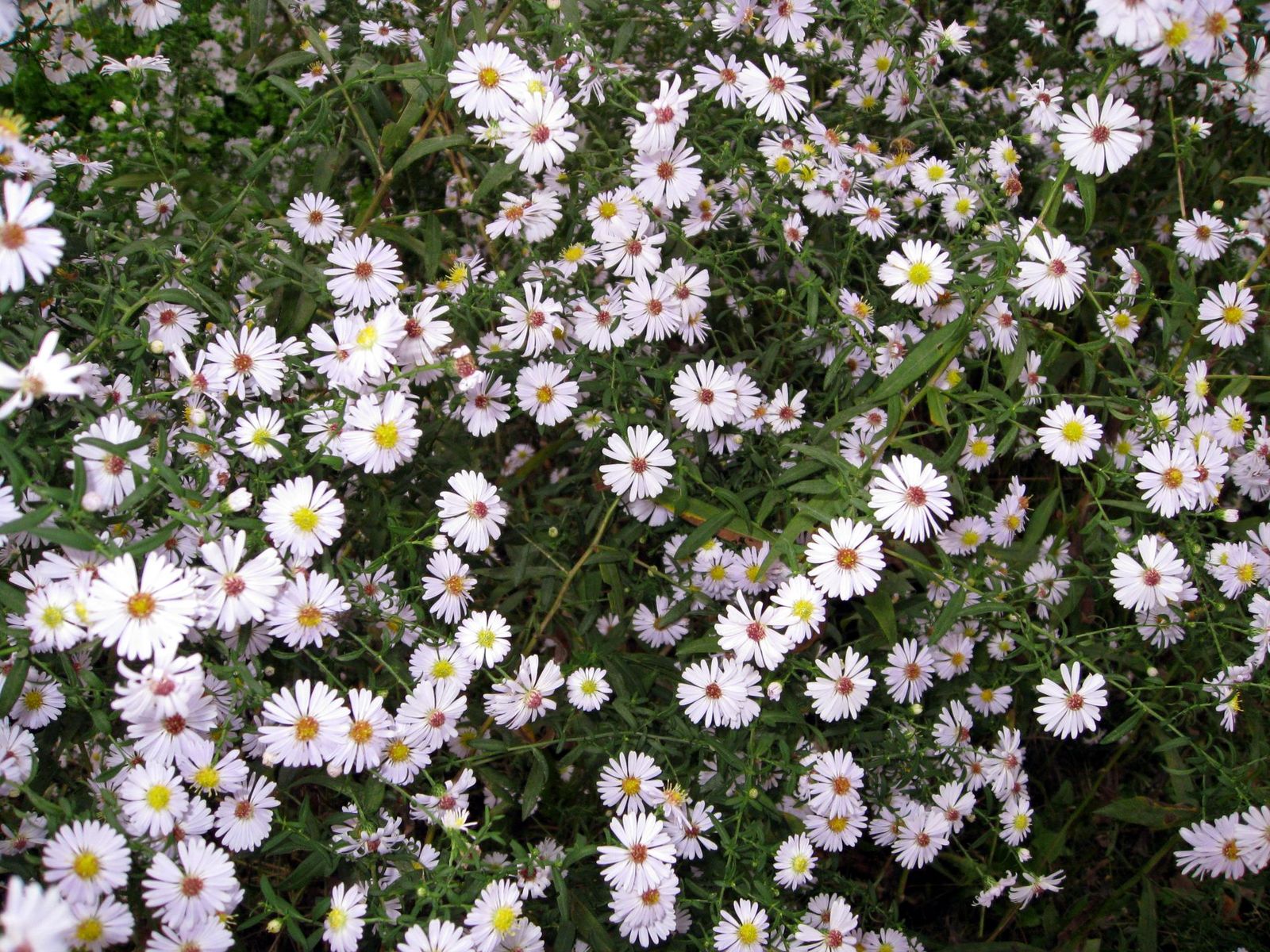 heath_aster%20_ericoides4616.jpg